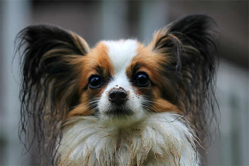 高エネルギー犬を落ち着かせる5つの実用的な方法