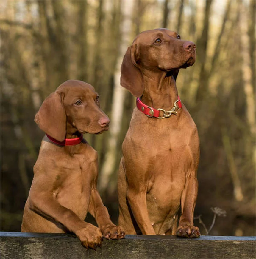 愛犬の命を守る！6つの基本のしつけと安全指令