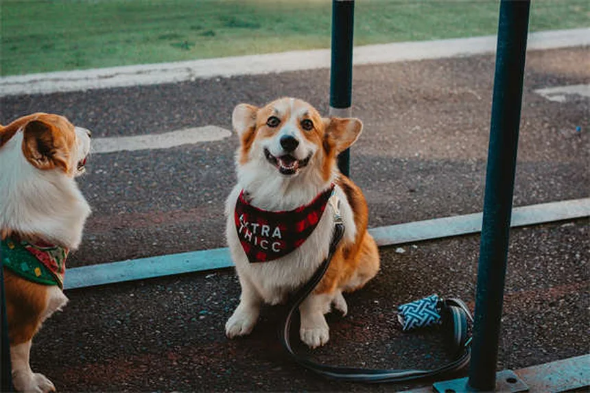 犬の脱水症状のサインを見逃すな！今すぐチェックすべき5つのポイント