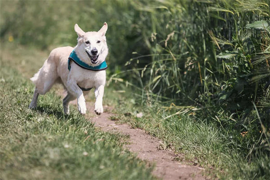 犬の気分変動は双極性障害じゃない？原因と改善法を解説