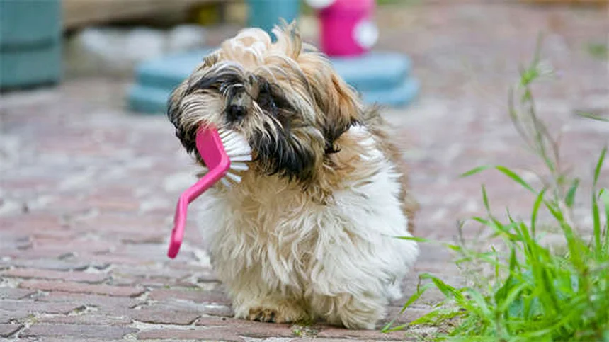 犬の気分変動は双極性障害じゃない？原因と改善法を解説