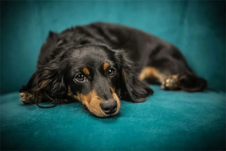 犬が自分の名前を理解している？研究で判明した真実と正しい教え方