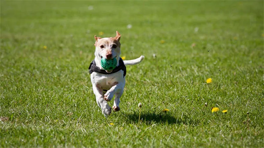 犬が死んだ動物に転がる3つの理由と臭いを取る対策