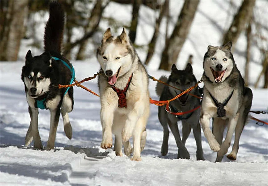 犬の耳が臭いのはなぜ？今すぐできる簡単ケア方法