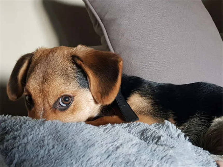 犬が体を掻く5つの原因と正しい対処法を獣医師が解説