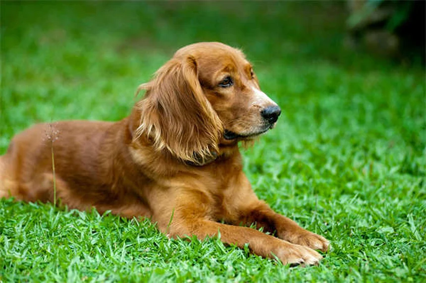 Cytopoint注射で犬のかゆみ解決、獣医が教える効果と注意点