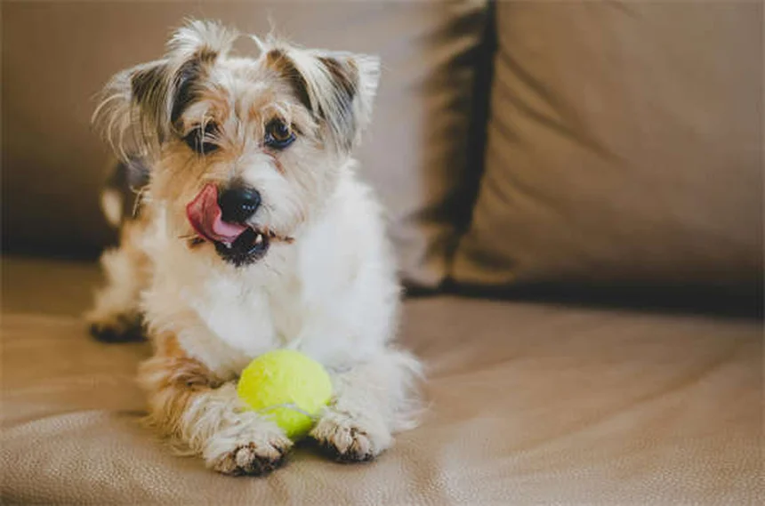 Cytopoint注射で犬のかゆみ解決、獣医が教える効果と注意点