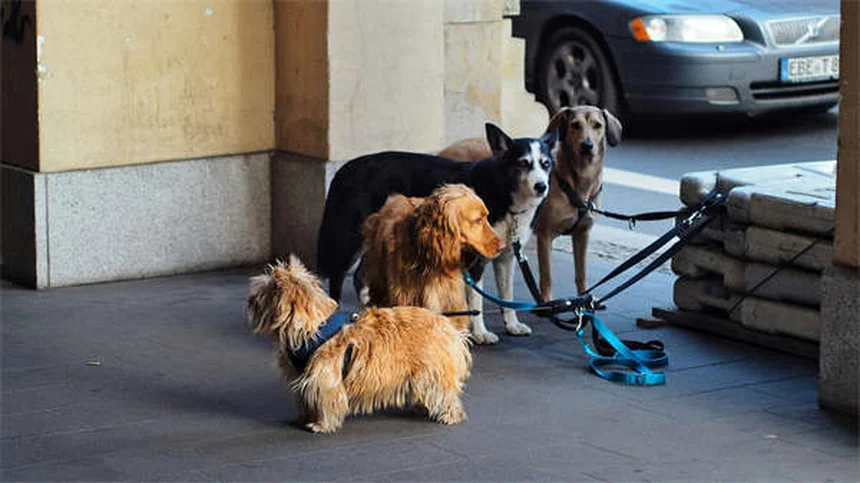 犬の拡張型心筋症(DCM)の症状と治療法を獣医師が解説