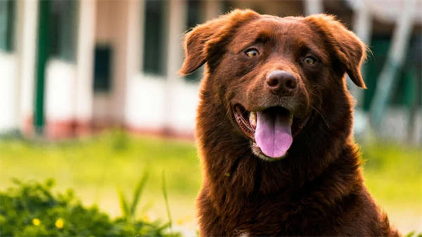 犬用おしゃべりボタンの真実：成功率と訓練方法を徹底解説