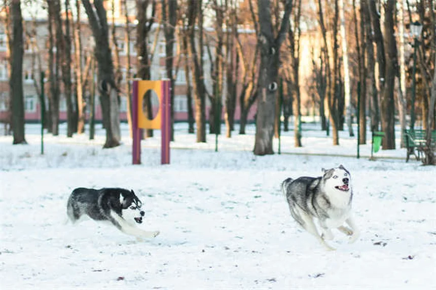犬用おしゃべりボタンの真実：成功率と訓練方法を徹底解説