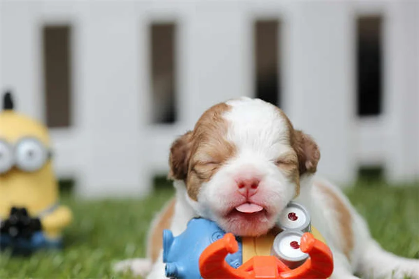 犬の時間感覚の真実！人間の1時間は犬の75分