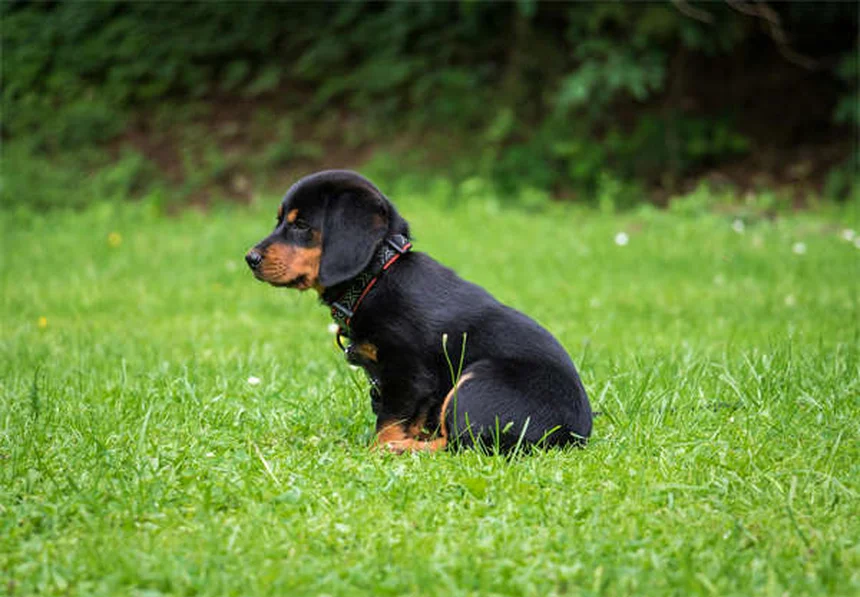 犬の時間感覚の真実！人間の1時間は犬の75分