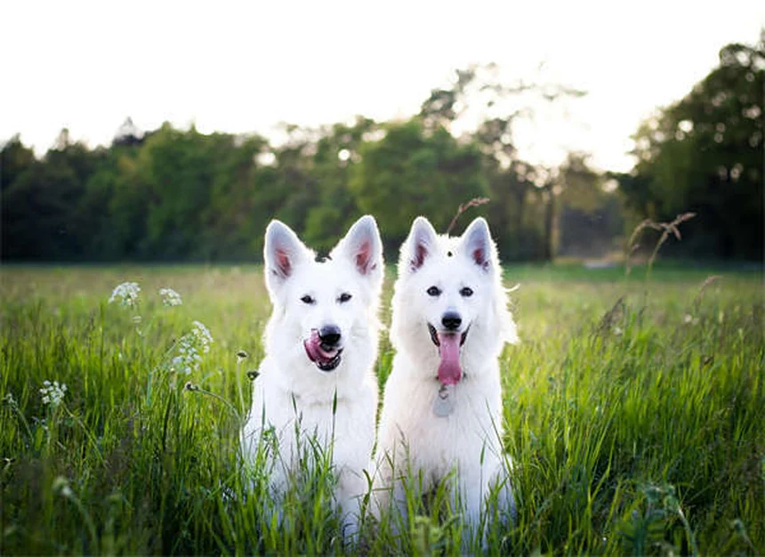 獣医師が教える犬の食欲不振の原因と食欲刺激剤5選