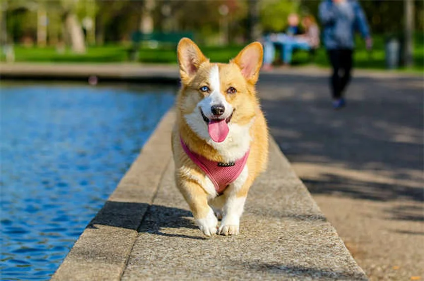獣医師が教える犬の食欲不振の原因と食欲刺激剤5選
