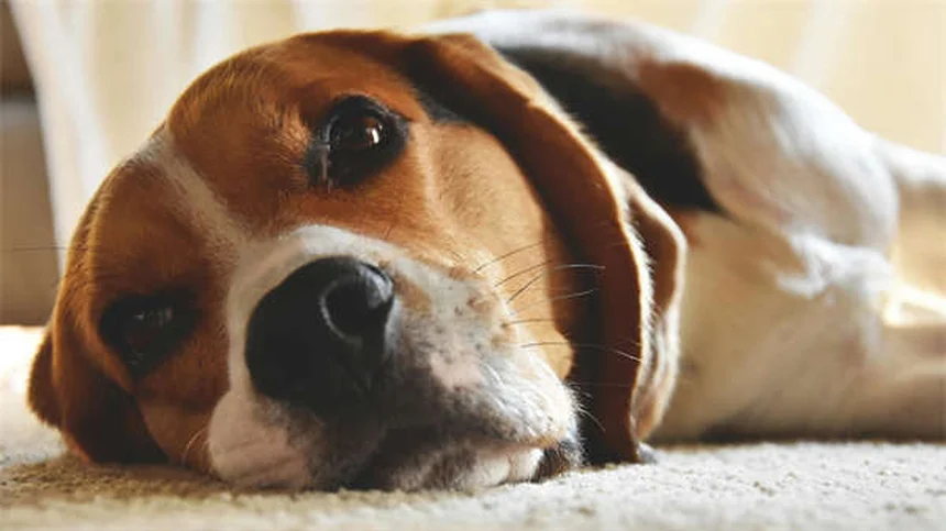 犬の目やにの種類、5つのタイプで見分け方と受診サインを解説