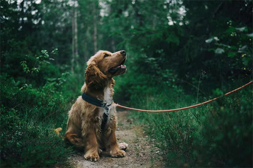 犬の目やにの種類、5つのタイプで見分け方と受診サインを解説