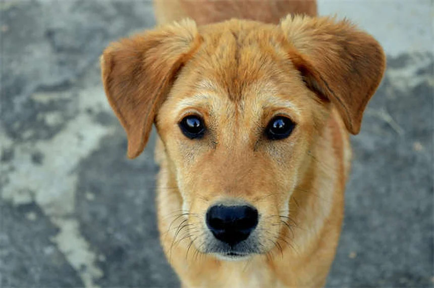 愛犬を危険にさらす掃除用品5つと安全な代わり方