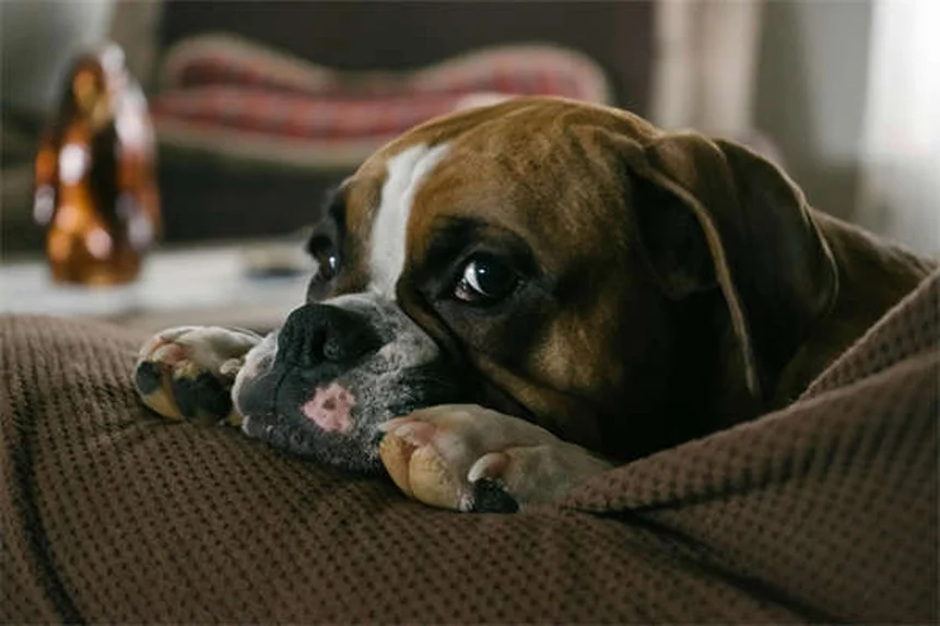 ペットのカビ中毒、5つの予防習慣で愛犬・愛猫を守る