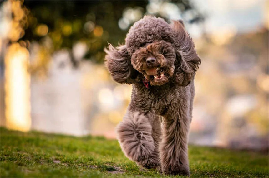 犬の目は白黒じゃない！青と黄色しか見えないけど夜は人間の5倍見える