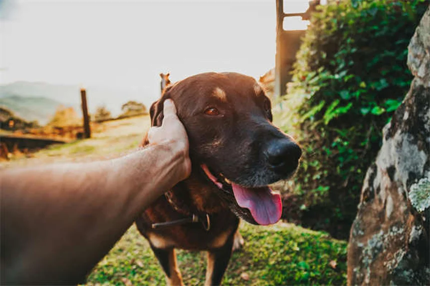 長生きする犬種ランキング21選！チワワからキャバリアまで人気の小型犬をご紹介