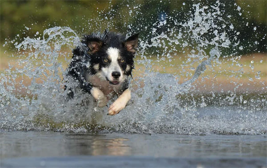 犬用スクラルファートの正しい与え方と副作用