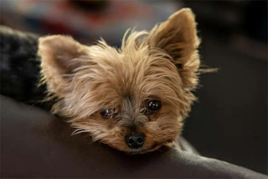 犬の散歩がもっと楽しくなる！健康効果もアップする8つのコツ