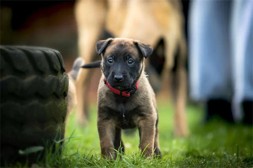 メルファランとは？犬猫の癌治療に使われる抗癌剤の効果と副作用を解説